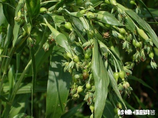 湿气重导致老是长痘痘,该怎么办