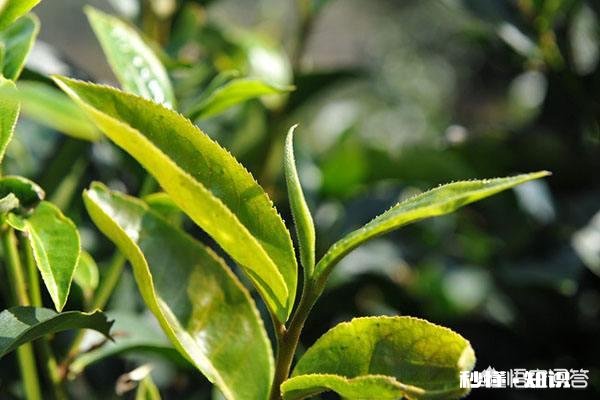 普洱茶为什么叫“普洱”