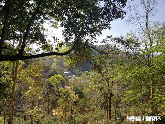 请问大益普洱茶7542适不适合作为入门茶