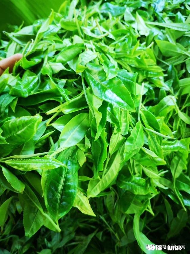 请问大益普洱茶7542适不适合作为入门茶