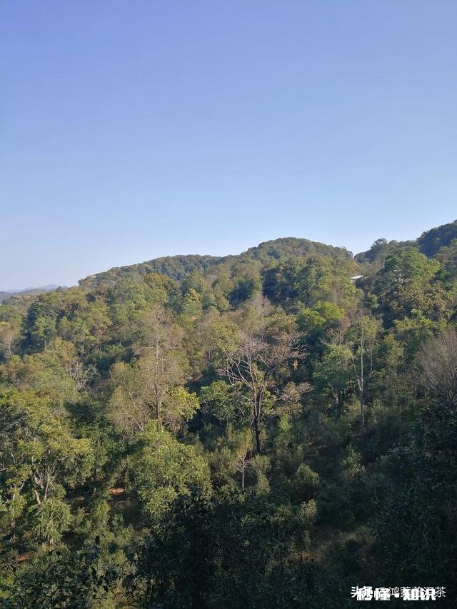 请问大益普洱茶7542适不适合作为入门茶