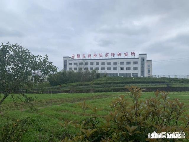 “祁门香”是什么感觉的香