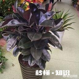 哪些花草吸收家里异味