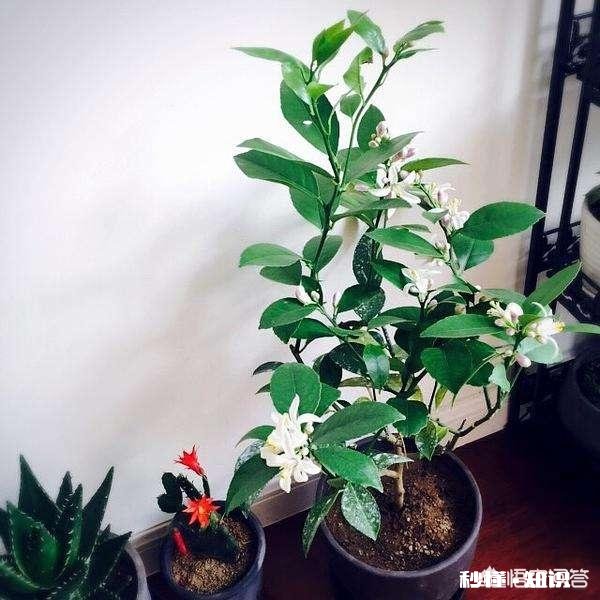 哪些花草吸收家里异味