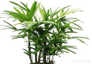 哪些花草吸收家里异味