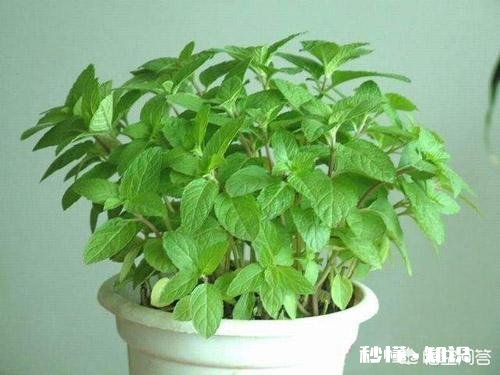 哪些花草吸收家里异味