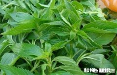 哪些花草吸收家里异味