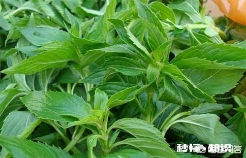 哪些花草吸收家里异味