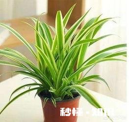 哪些花草吸收家里异味