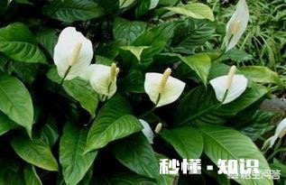 哪些花草吸收家里异味