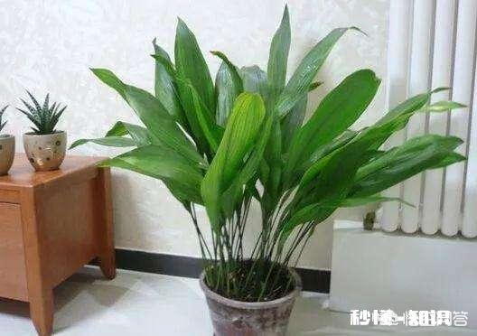 哪些花草吸收家里异味