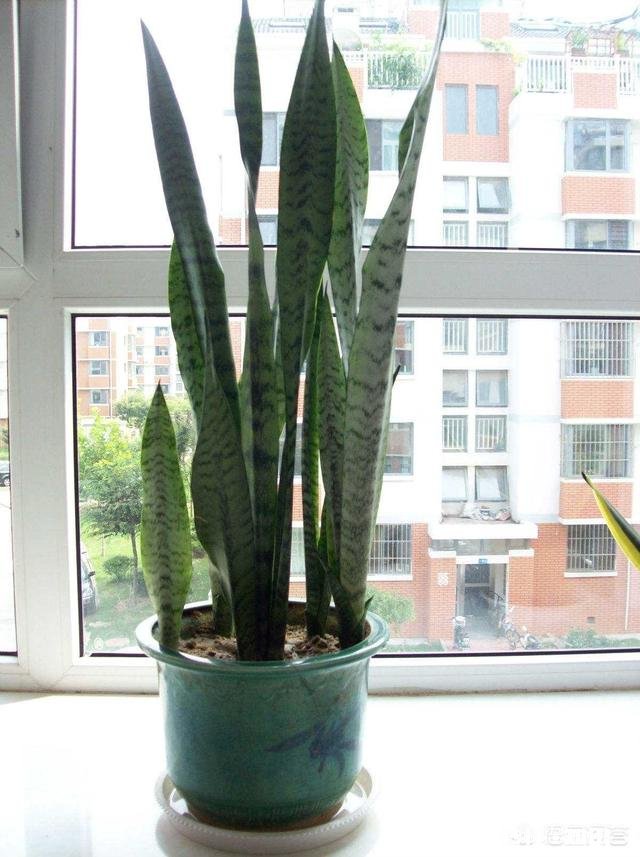 哪些花草吸收家里异味