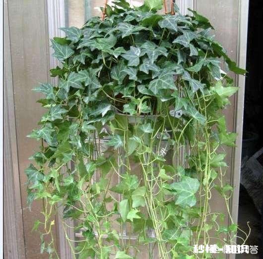 哪些花草吸收家里异味