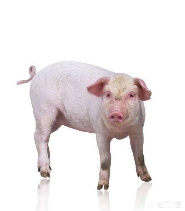 仔猪吃完奶呕吐是什么原因