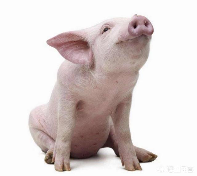 仔猪吃完奶呕吐是什么原因