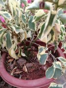 三角梅叶片发黄，怎么解决