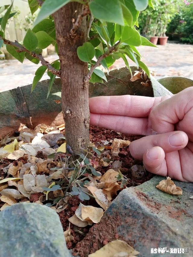 三角梅叶片发黄,怎么解决