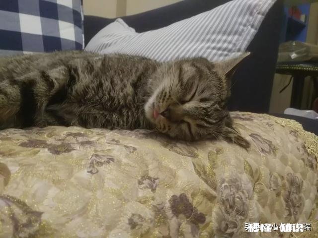 我的狗狗离开我了,怎么办