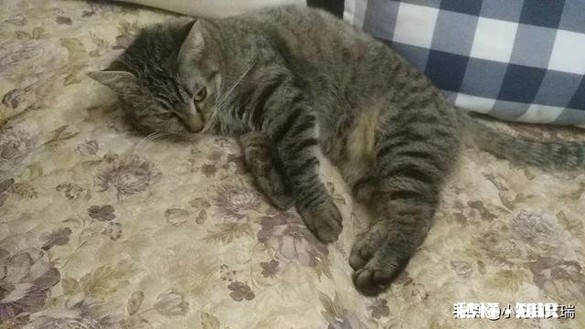 我的狗狗离开我了,怎么办