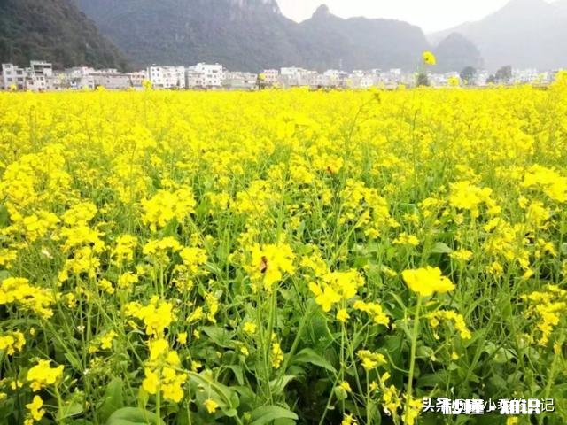 如何看待婆媳关系,是谁造成的,如何评判彩礼多少,我这样做对不对