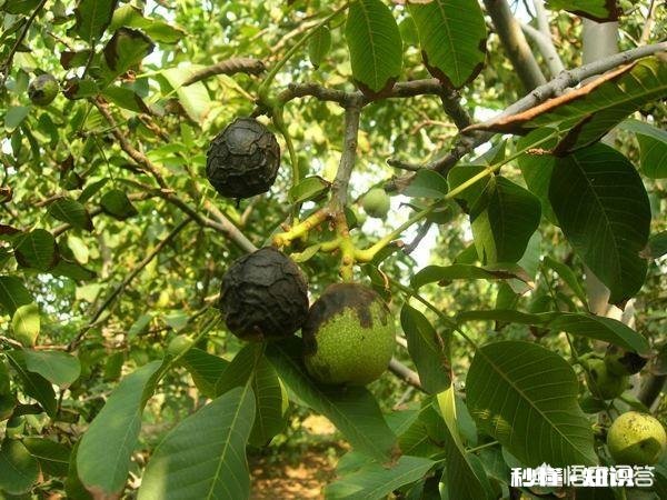 家里的核桃树每年接的核桃屈指可数,核桃叶子还总是被虫子吃,问问大家有什么好办法