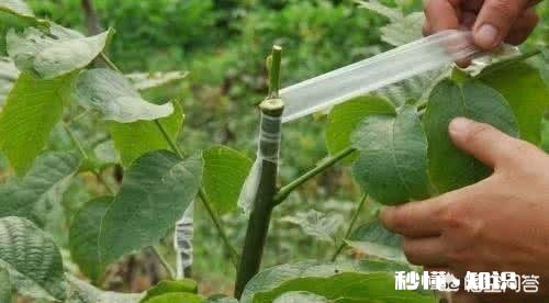 家里的核桃树每年接的核桃屈指可数,核桃叶子还总是被虫子吃,问问大家有什么好办法