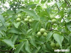 家里的核桃树每年接的核桃屈指可数，核桃叶子还总是被虫子吃，问问大家有什么好办法