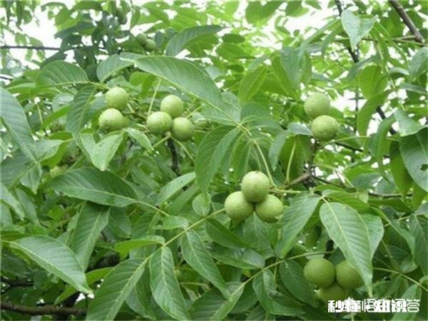 家里的核桃树每年接的核桃屈指可数,核桃叶子还总是被虫子吃,问问大家有什么好办法