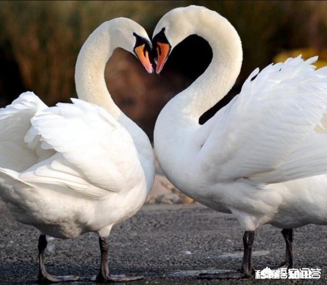 你觉得吃烧烤必不可少的一道菜是什么