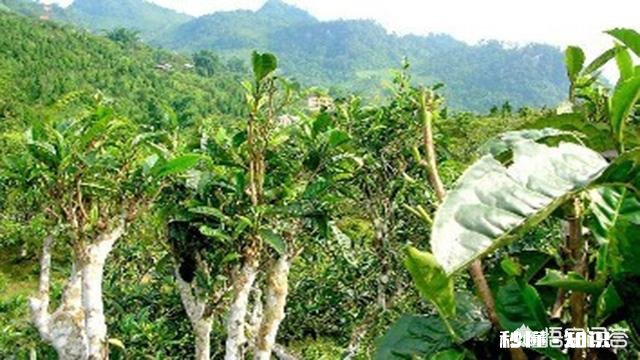 品饮普洱茶，感觉麻舌、燥口、锁喉，是茶叶品质不好吗