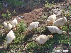 在农村养鹅，养哪种鹅才能赚钱呢为什么呢