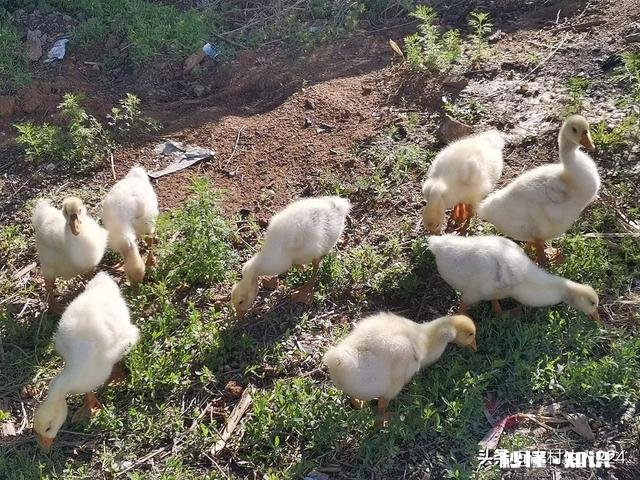 在农村养鹅，养哪种鹅才能赚钱呢为什么呢