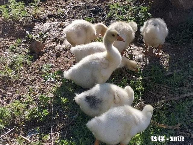 在农村养鹅，养哪种鹅才能赚钱呢为什么呢