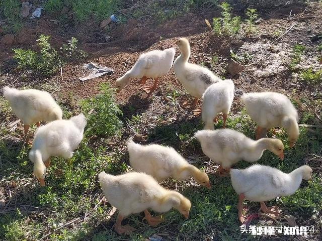 在农村养鹅，养哪种鹅才能赚钱呢为什么呢