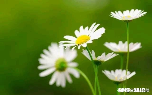 每天用手轻轻拍打头部、颈部,对脑供血不足有好处吗