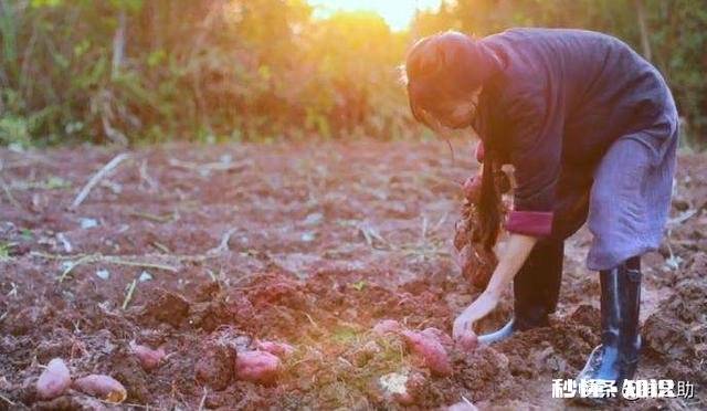 今日头条大咖里,你最喜欢看谁的视频为什么