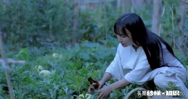 今日头条大咖里,你最喜欢看谁的视频为什么