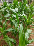 为什么一年四季都有新鲜甜玉米上市