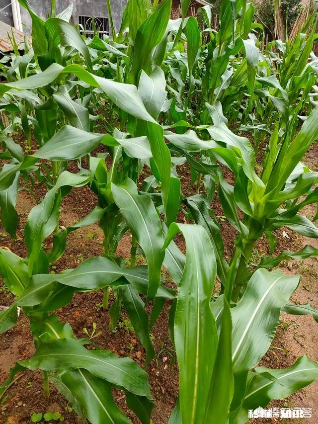 为什么一年四季都有新鲜甜玉米上市