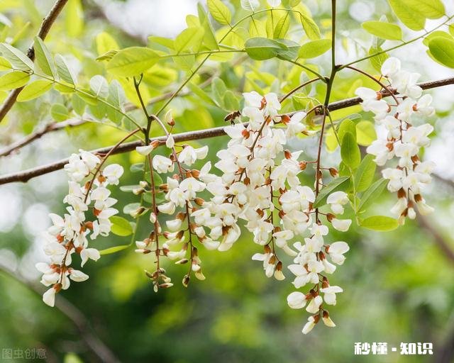洋槐蜜会结晶吗