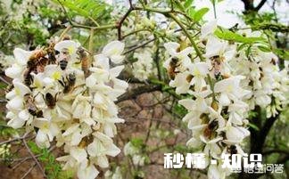 洋槐蜜会结晶吗