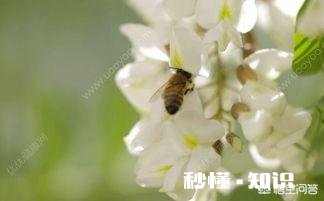 洋槐蜜会结晶吗
