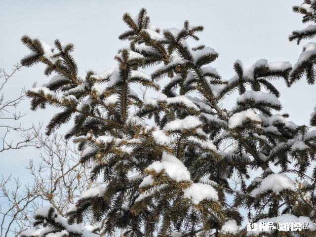 恋恋花名册的狗哥手机在哪