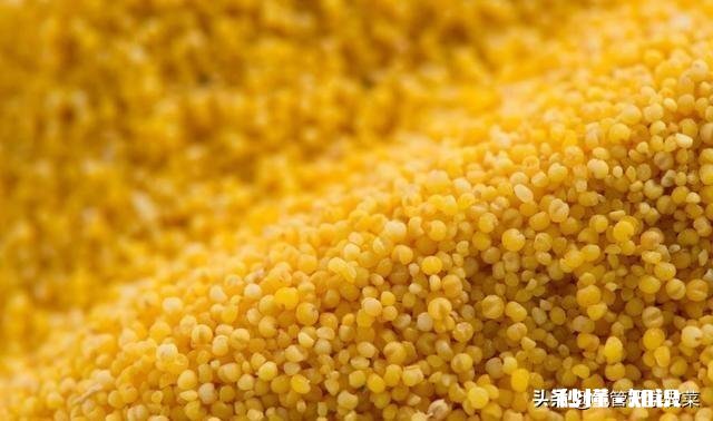 小米怎样做好吃小米?巴