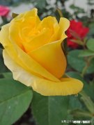 为什么有些人越做事越精神，而什么都不做的人反而越来越疲倦