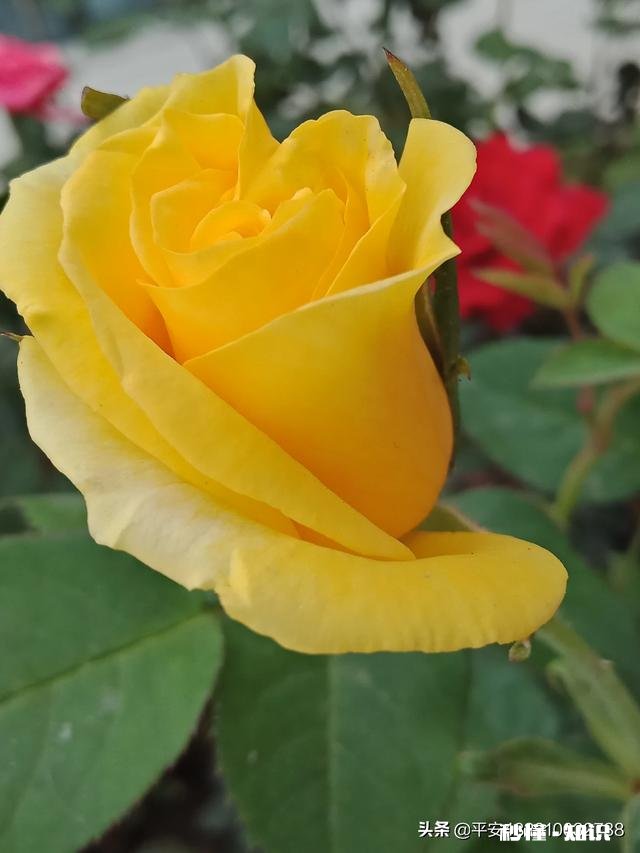 为什么有些人越做事越精神，而什么都不做的人反而越来越疲倦