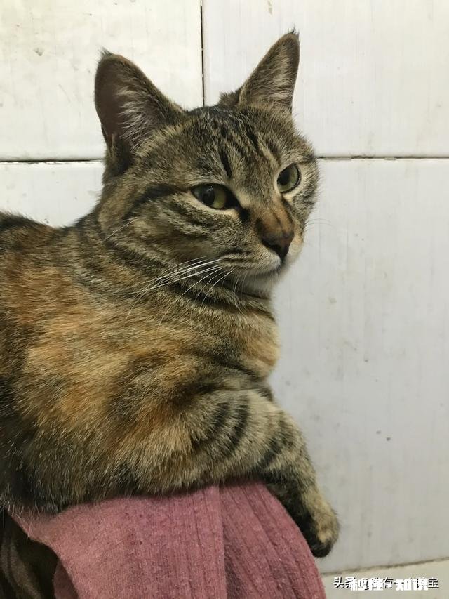 狸花猫是一种什么样的猫咪