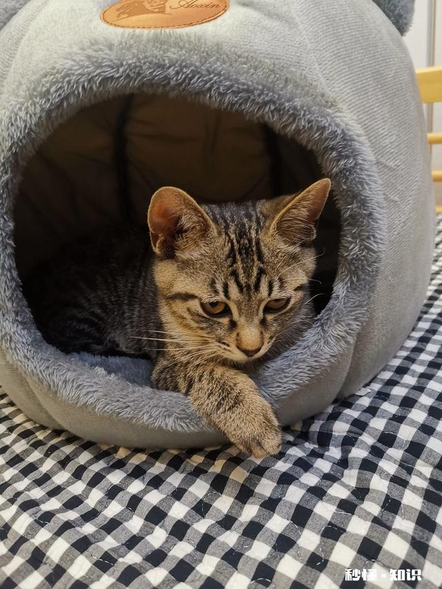 狸花猫是一种什么样的猫咪