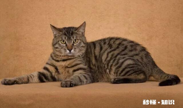 狸花猫是一种什么样的猫咪