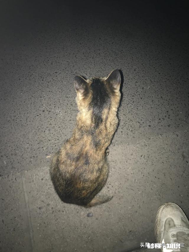 狸花猫是一种什么样的猫咪